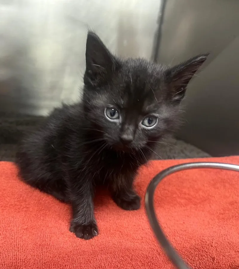 A baby medium-sized male Domestic Short Hair cat named Penguin for adoption in Murray, KY