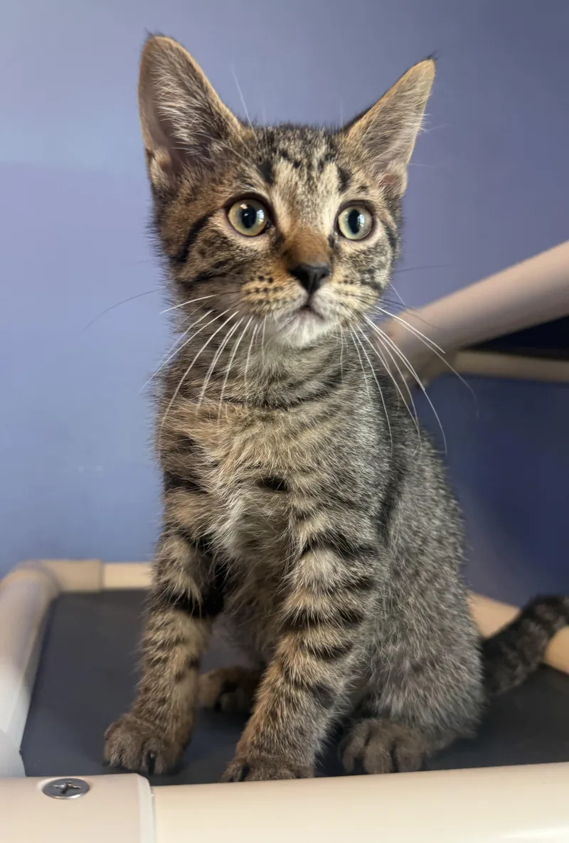 A baby small-sized female Tabby (Brown / Chocolate) Domestic Short Hair cat named Elf Tower New Mexico for adoption in Brookings, SD