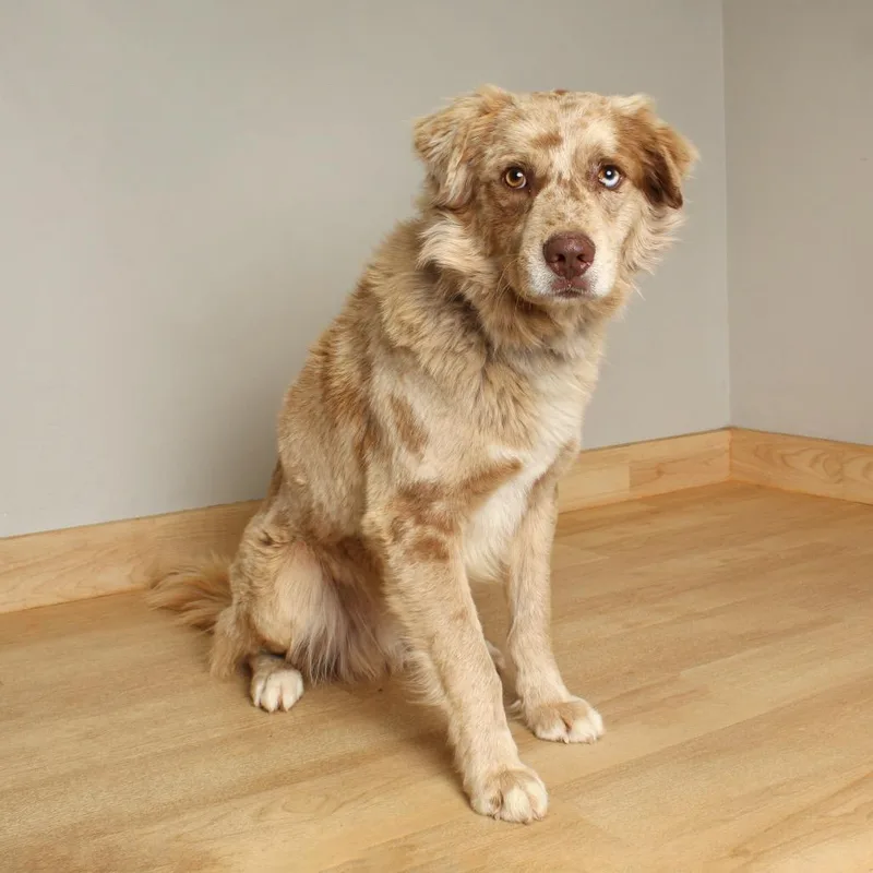A young medium-sized male Red / Chestnut / Orange Australian Shepherd dog named Bliz D for adoption in Minnetonka, MN