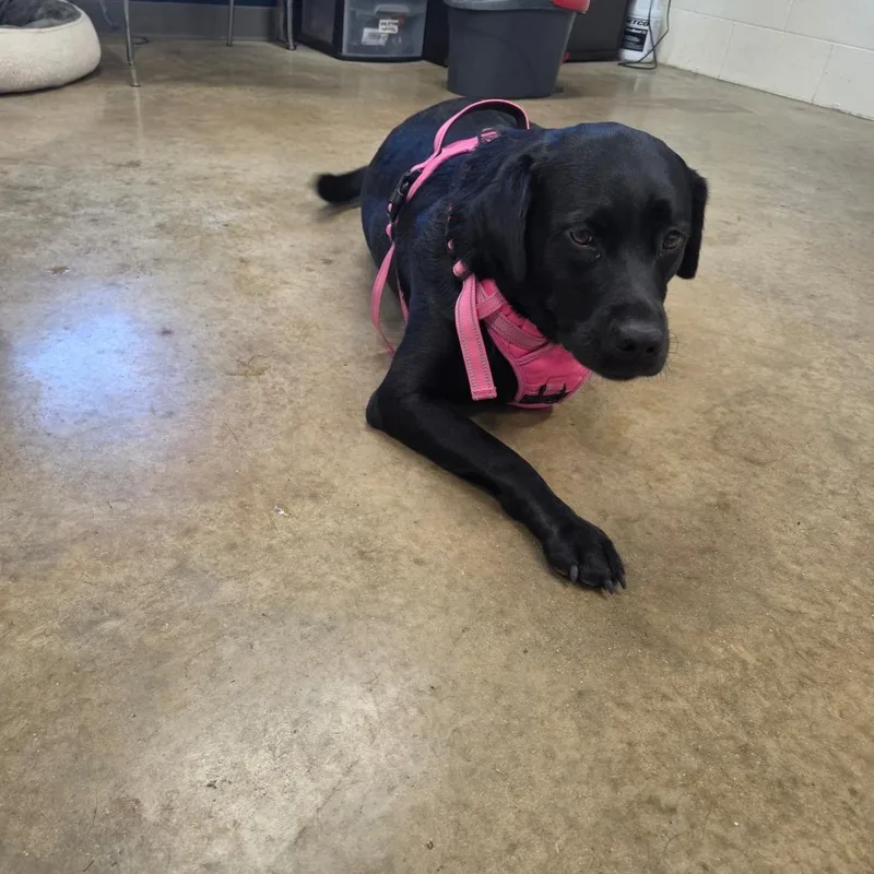 An adult medium-sized female Black Labrador Retriever dog named Piper for adoption in Jasper, IN