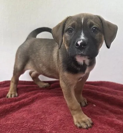 A young medium-sized female Pit Bull Terrier dog named Meadow for adoption in Phoenix, AZ