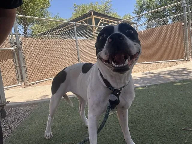 A young large-sized female Pit Bull Terrier dog named Piper for adoption in Phoenix, AZ