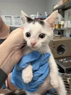 A baby small-sized male Domestic Medium Hair cat named Aries for adoption in Haw River, NC