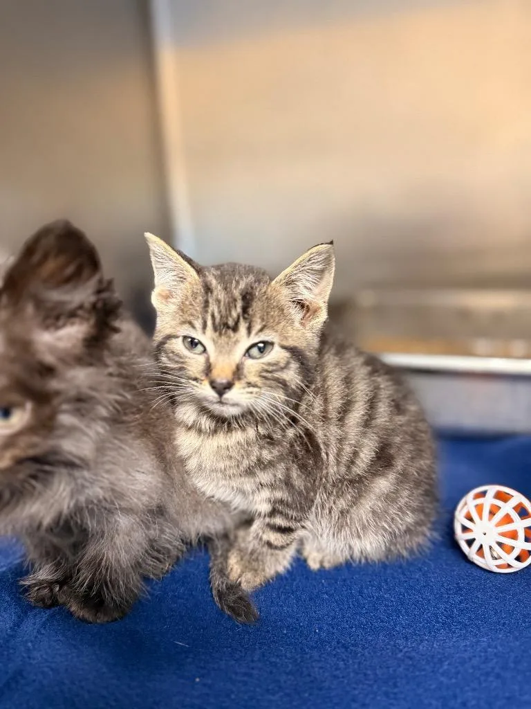 A baby medium-sized female Domestic Short Hair cat named Gabbana for adoption in Burnsville, NC