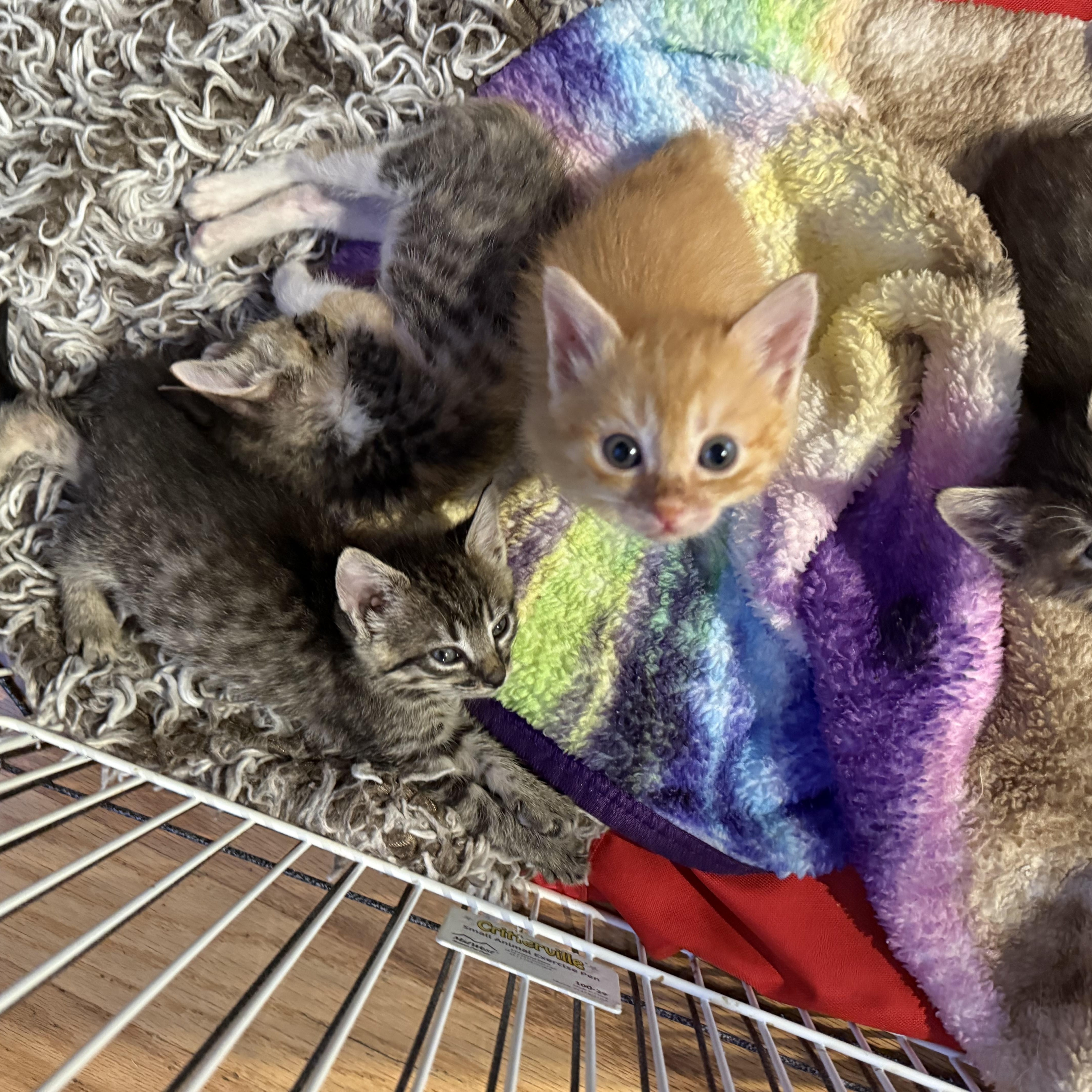 A baby medium-sized female Tabby (Gray / Blue / Silver) Domestic Short Hair cat named Calypso for adoption in Tracy, CA