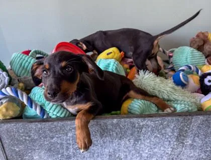A baby small-sized male Doberman Pinscher dog named Max for adoption in San Antonio, TX