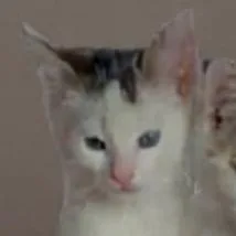 Valentino thumbnail 2