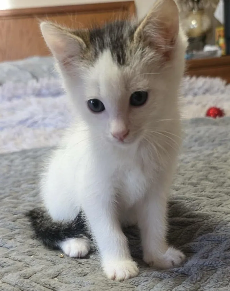 A baby medium-sized male White Domestic Short Hair cat named Valentino for adoption in Mira Loma, CA