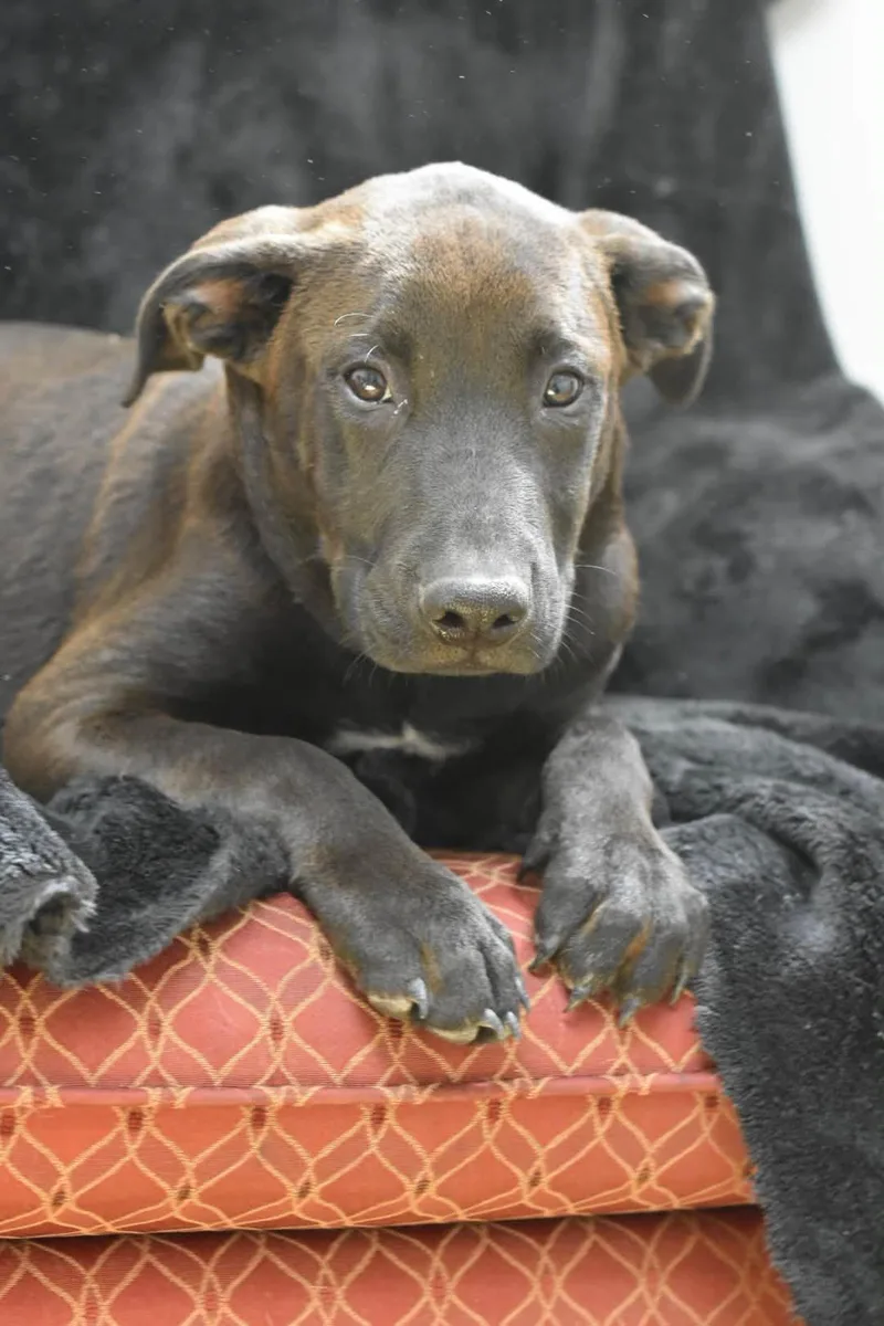 A baby medium-sized male Labrador Retriever dog named Romeo for adoption in Bowling Green, OH