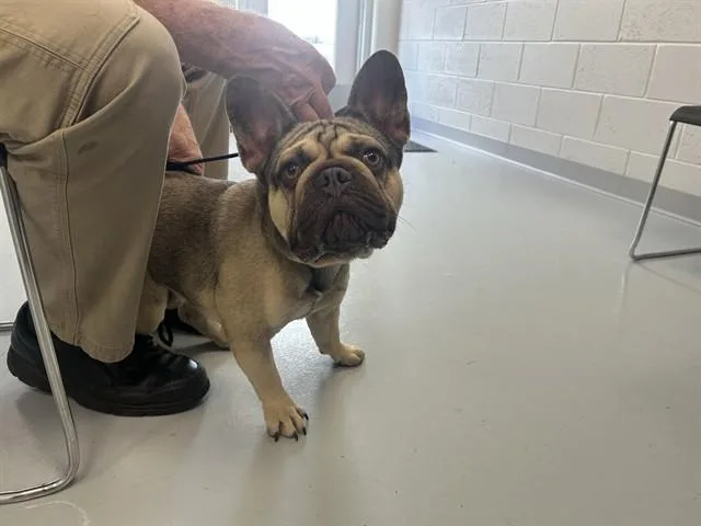 A young small-sized male French Bulldog dog named Rambo for adoption in Ocala, FL