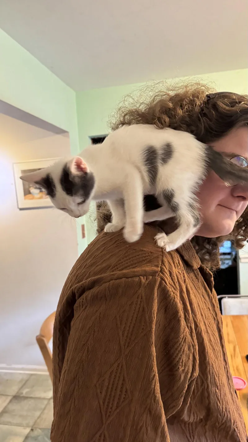 A baby medium-sized female Gray & White Domestic Short Hair cat named Max for adoption in Wheaton, IL
