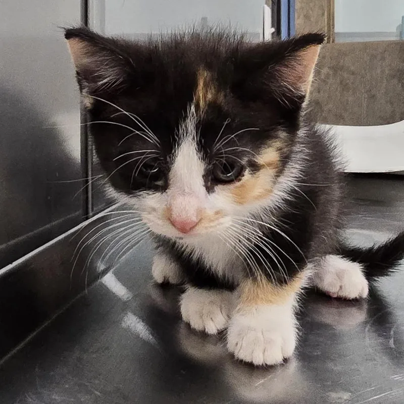 A baby small-sized female Black Domestic Short Hair cat named Sneezy for adoption in Washburn, MO