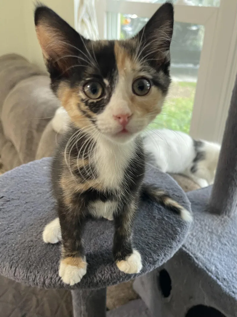 A baby medium-sized female Domestic Short Hair cat named Zoey for adoption in Oviedo, FL