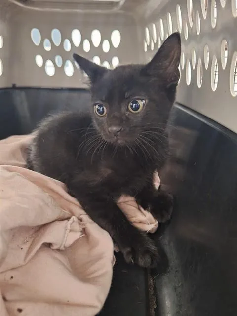 A baby small-sized male Domestic Short Hair cat named Butcher for adoption in Fort Lauderdale, FL