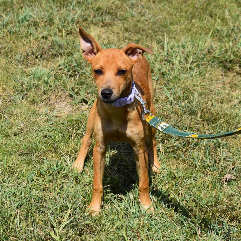 A baby small-sized female Yellow / Tan / Blond / Fawn Mixed Breed dog named Taylor for adoption in Searcy, AR