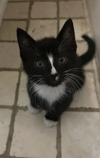 A baby medium-sized male Black & White / Tuxedo Domestic Short Hair cat named Mars for adoption in Great Mills, MD