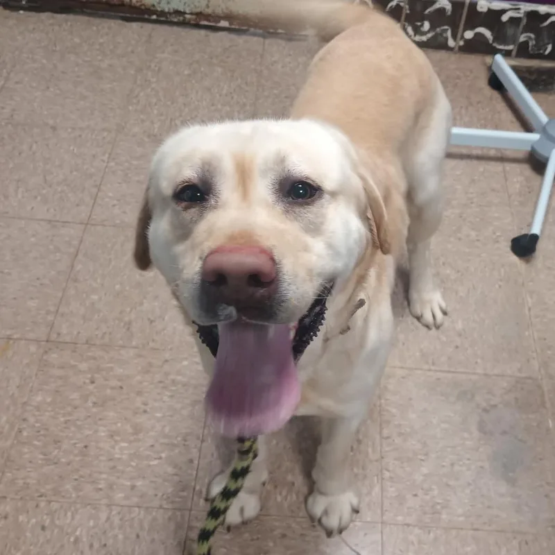 Comet Bennet thumbnail 2