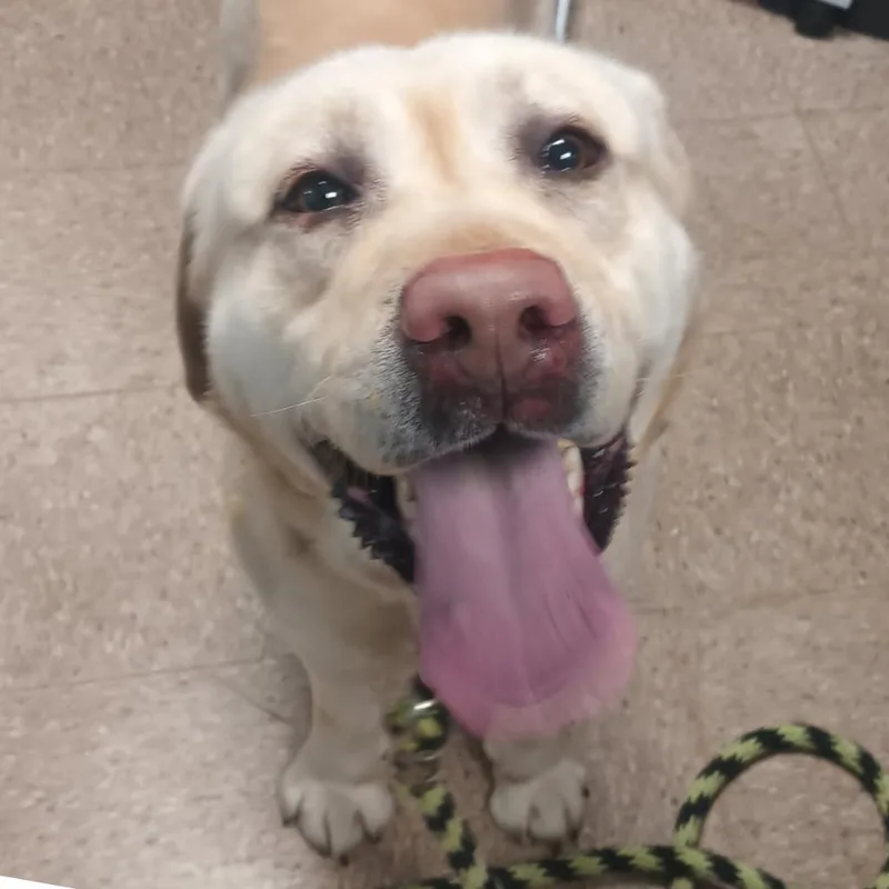 Comet Bennet thumbnail 3