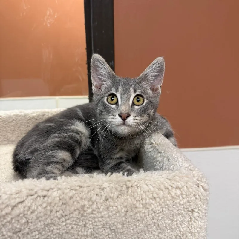 A baby small-sized male Gray / Blue / Silver Domestic Short Hair cat named Tow Mater for adoption in Detroit Lakes, MN