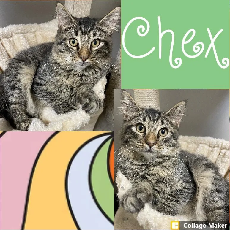 A young medium-sized male Domestic Medium Hair cat named Chex for adoption in Clearfield, PA