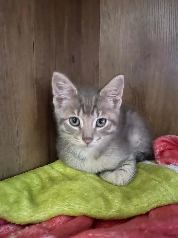 A baby small-sized male Domestic Short Hair cat named Peanut H. for adoption in Peoria, IL