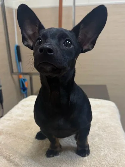 Minnie
