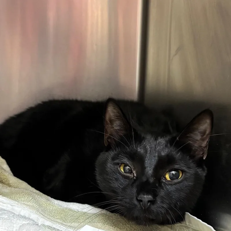 An adult small-sized female Black Domestic Short Hair cat named Butter for adoption in Birmingham, AL