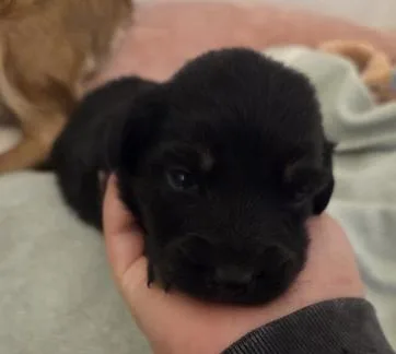 A baby small-sized male Dachshund dog named Roy Kent for adoption in Arlington, TX