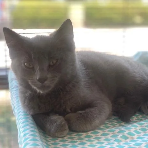 A baby small-sized male Gray / Blue / Silver Domestic Short Hair cat named Smokey for adoption in Chesapeake, VA