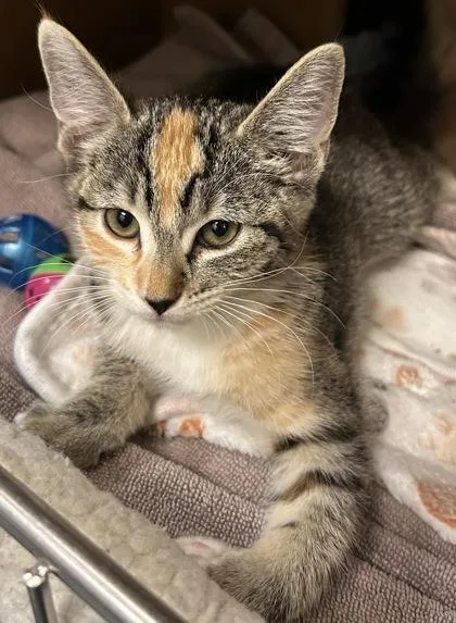 Lulu