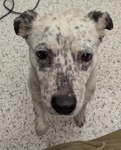 An adult medium-sized female Terrier dog named Victory for adoption in Atlanta, GA