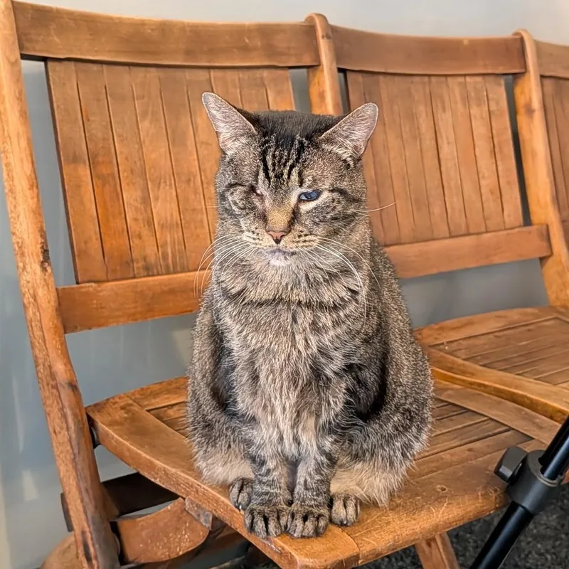 A senior medium-sized female Tabby (Tiger Striped) Domestic Short Hair cat named Bonnie for adoption in Schnecksville, PA