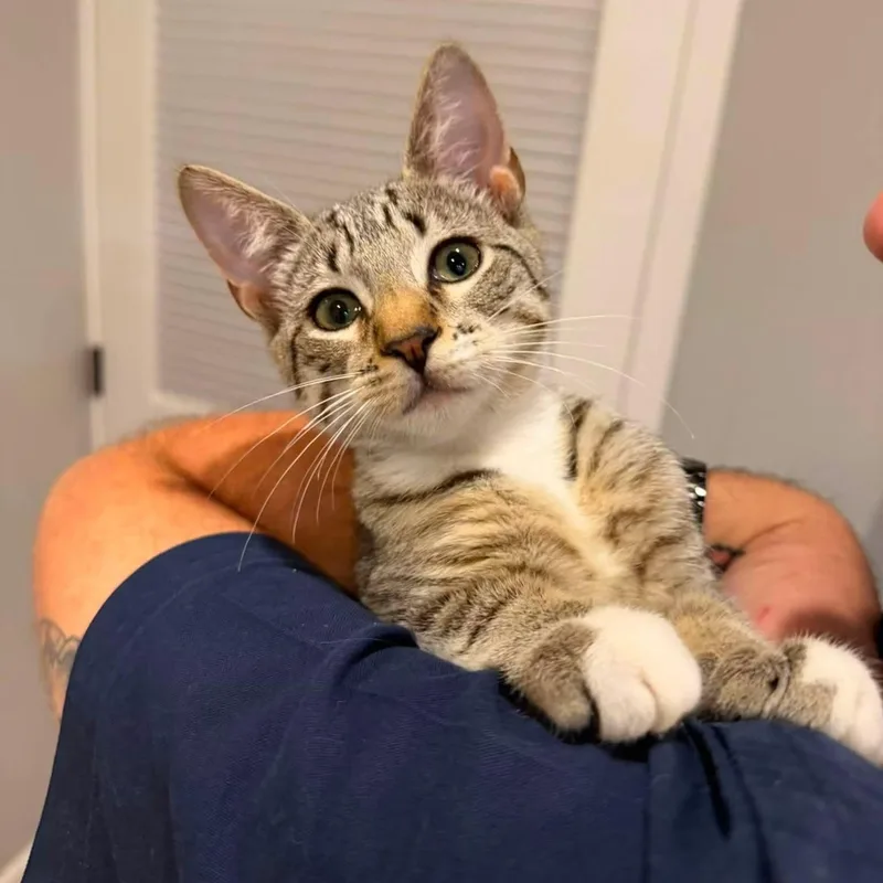 A baby medium-sized female Tabby cat named Blessing for adoption in Newark, NJ