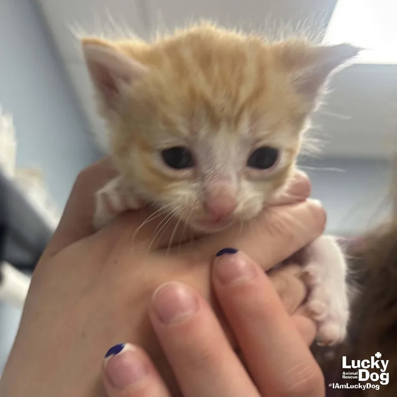 A baby medium-sized female Orange & White Domestic Short Hair cat named Hibiscus for adoption in Washington, DC