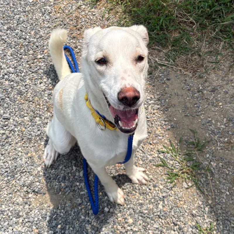 An adult medium-sized female White / Cream Mixed Breed dog named Yuki for adoption in Fredericksburg, VA