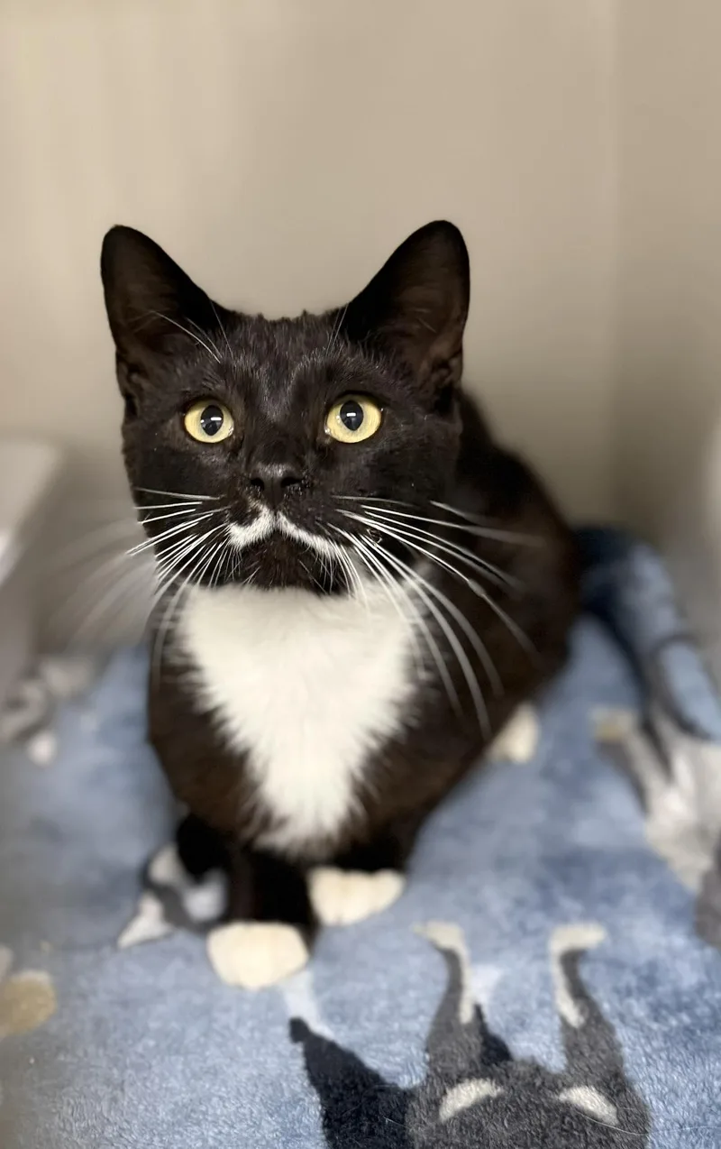 A young medium-sized male Black & White / Tuxedo Domestic Short Hair cat named Stache for adoption in Leitchfield, KY