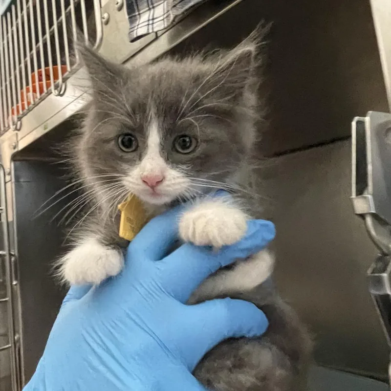 A baby small-sized female Domestic Long Hair cat named Rowan for adoption in Springfield, MA
