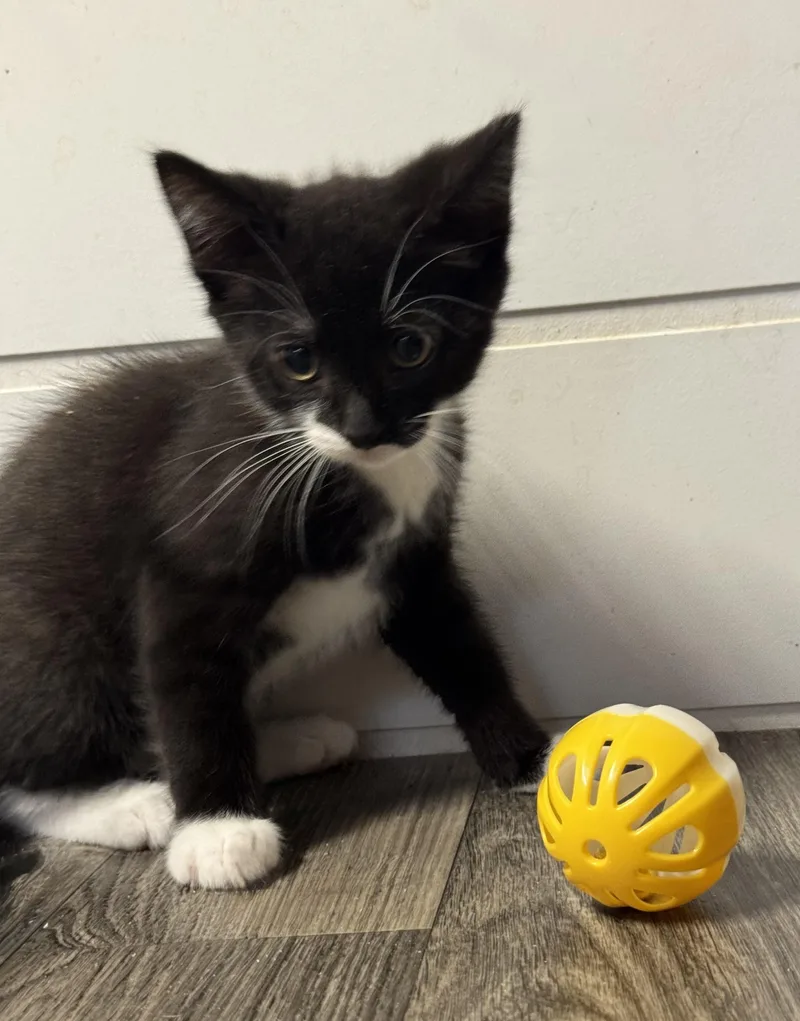 A baby medium-sized male Black & White / Tuxedo Domestic Short Hair cat named Kylo for adoption in Orange, VA
