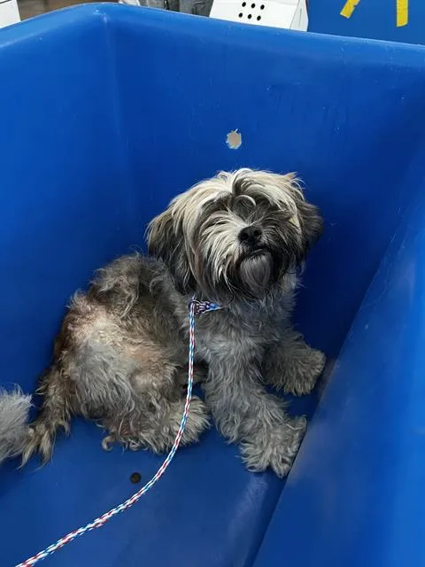 Suzie