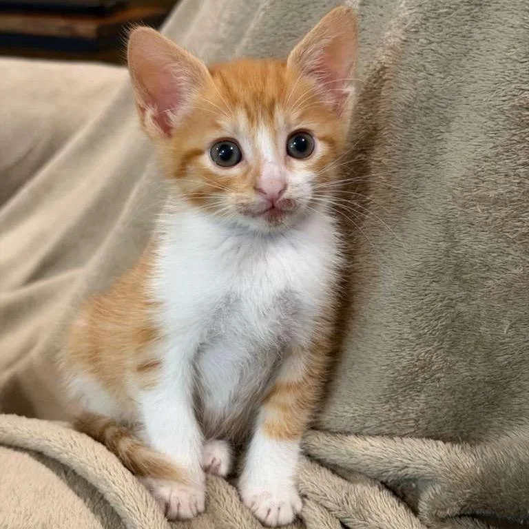 A baby small-sized female Orange / Red Domestic Short Hair cat named Betty for adoption in Laredo, TX