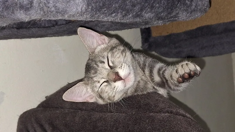 Jennifer Juniper thumbnail 5