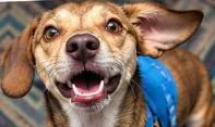 A baby medium-sized male Brown / Chocolate Beagle dog named Mr. Pajamas for adoption in Norfolk, VA