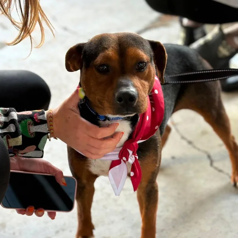 A young medium-sized male Beagle dog named Chocolate for adoption in POLKTON, NC