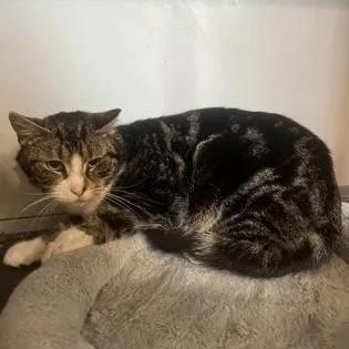 An adult medium-sized male Tabby (Brown / Chocolate) Domestic Short Hair cat named Husk for adoption in Philadelphia, PA
