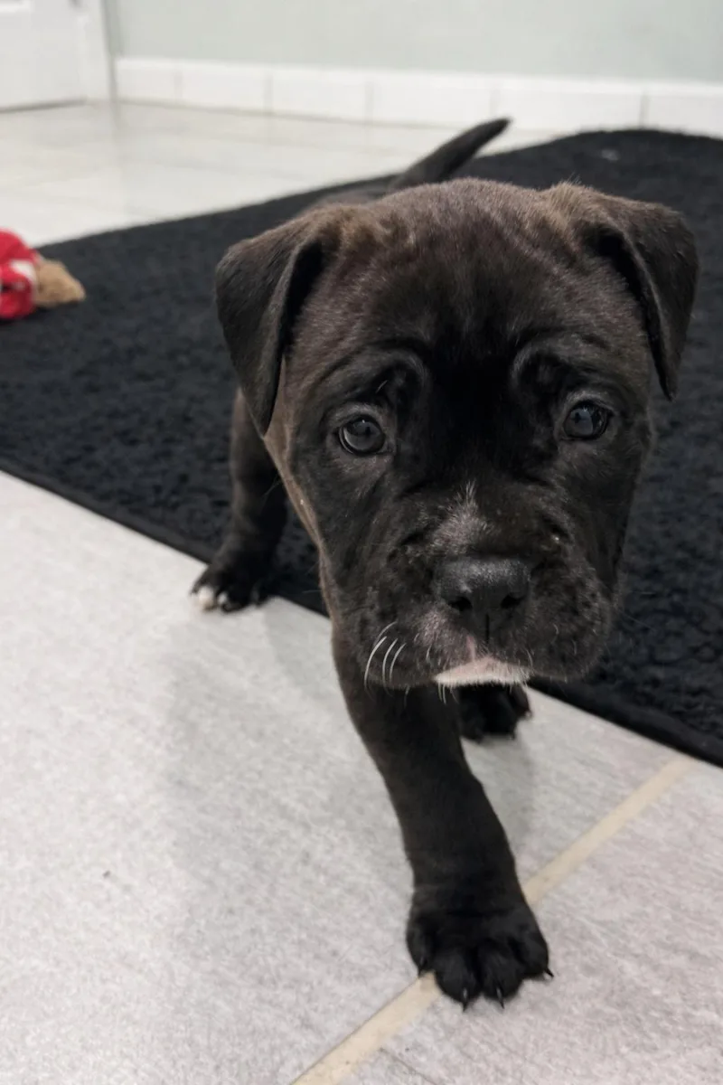 A baby medium-sized female American Bully dog named Cashmere for adoption in Copiague, NY