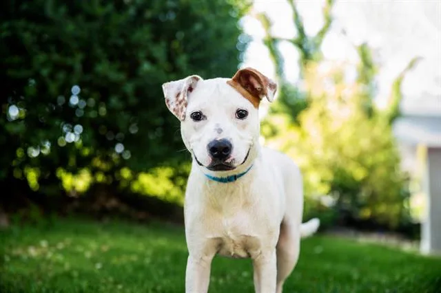 A young medium-sized male Treeing Walker Coonhound dog named Ty for adoption in Brewster, MA