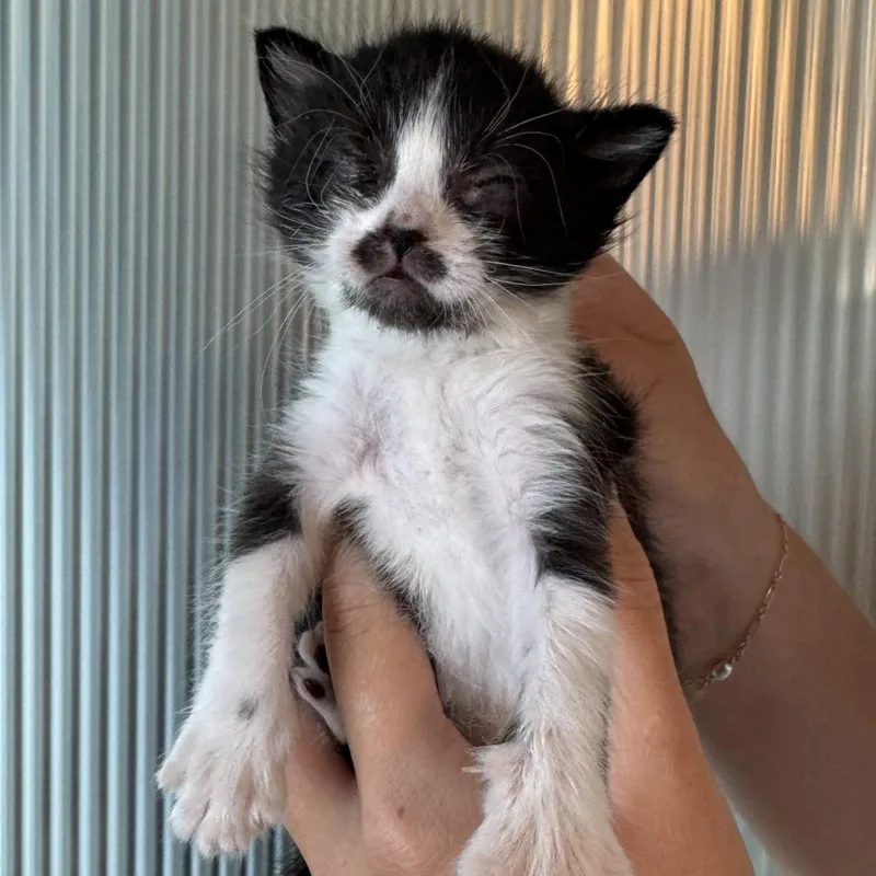 A baby small-sized female Domestic Medium Hair cat named Blanche for adoption in Escondido, CA
