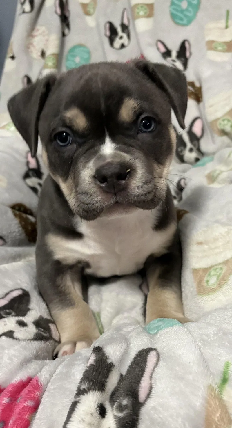 A baby medium-sized female Pit Bull Terrier dog named Gv Litter Shuri for adoption in Livonia, MI