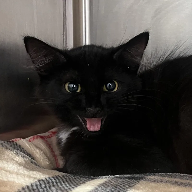 A baby small-sized female Black Domestic Short Hair cat named Ghost Face for adoption in Madisonville, TN