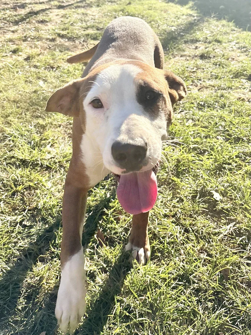 An adult large-sized male Pit Bull Terrier dog named Guthrie for adoption in Wetumpka, AL